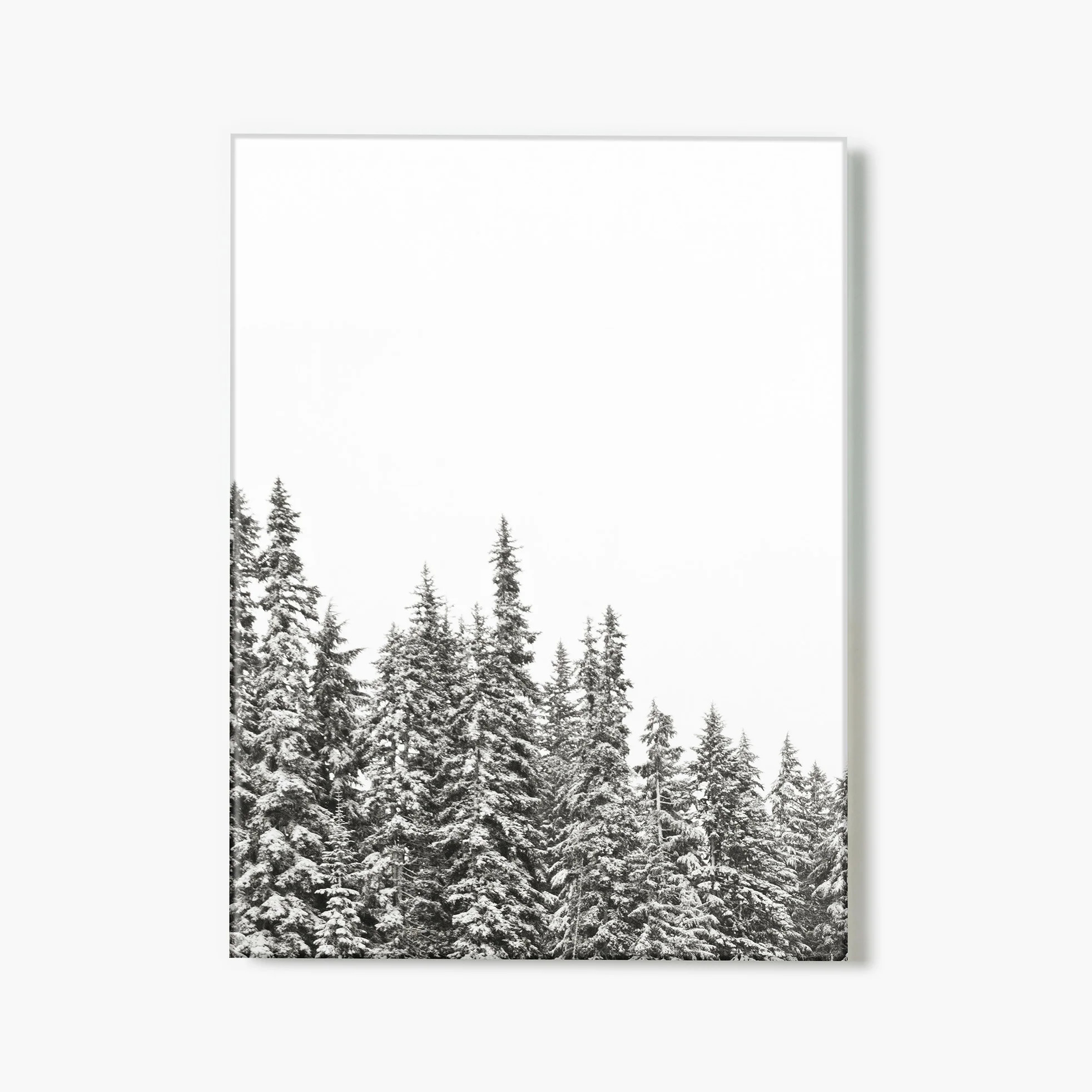 Gold Lake Trees | Fracture