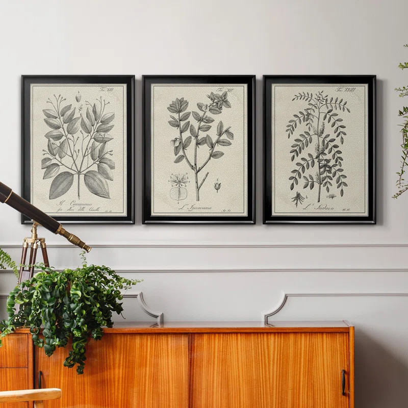 Antique Black And White Botanical VII Framed On Canvas 3 Pieces Painting | Wayfair North America