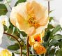 Faux Yellow & White Poppy Arrangement In Glass Vase | Pottery Barn (US)