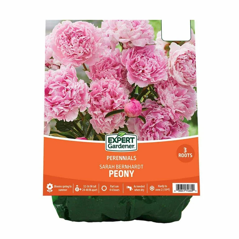 Expert Gardener Peony Sarah Bernhardt Set of 3 Dormant Bare Roots, Pink Perennial, Partial Sun | Walmart (US)