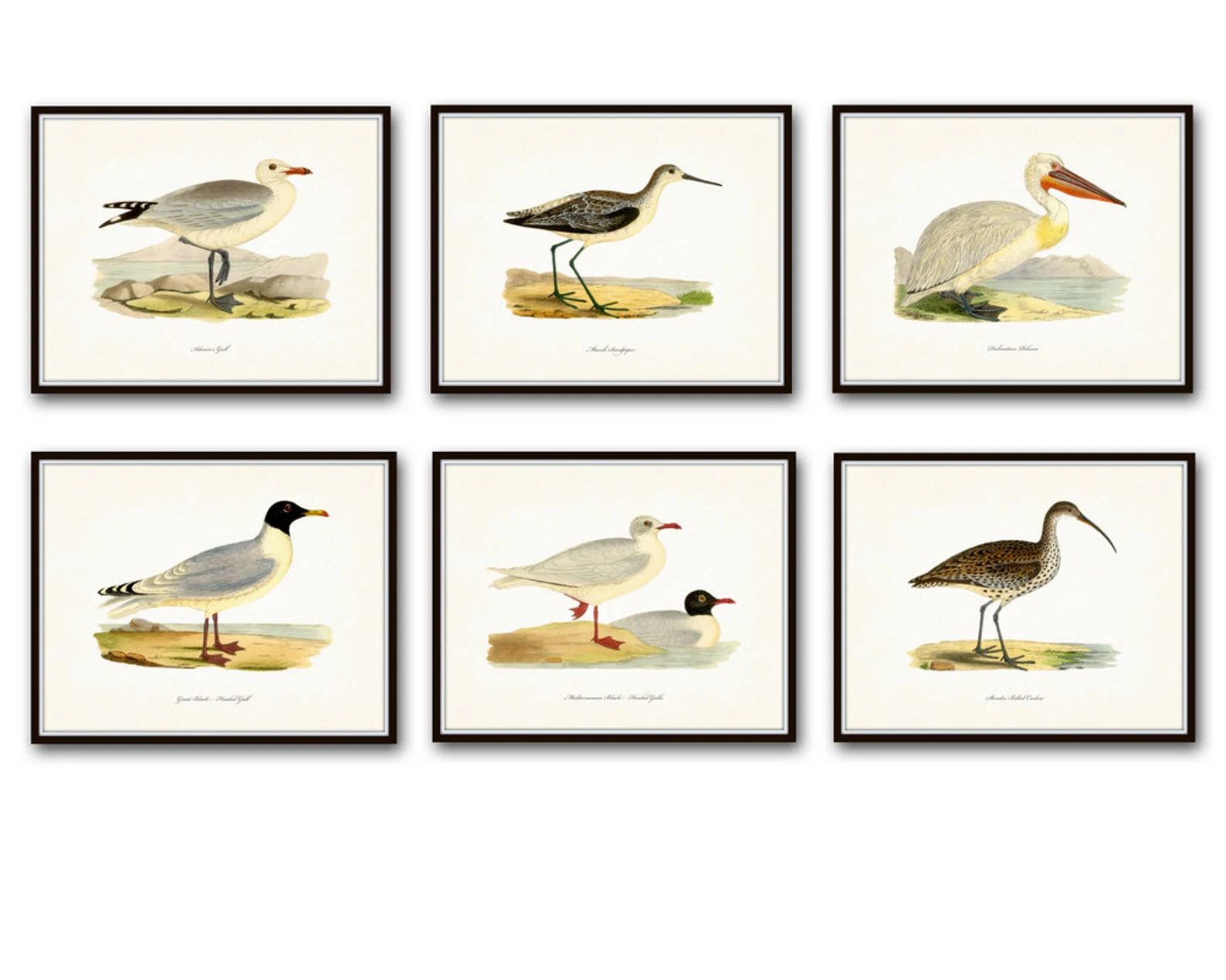 Vintage Sea Bird Print Set Giclee Art Prints Nautical Art - Etsy | Etsy (US)