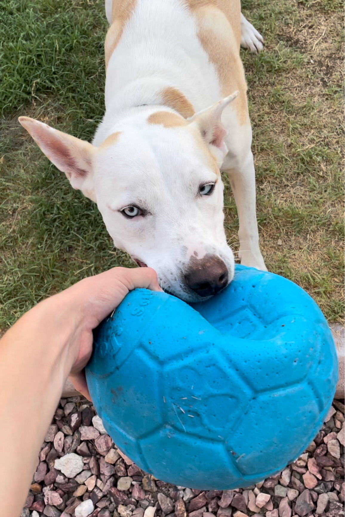 Large puncture shop proof dog ball