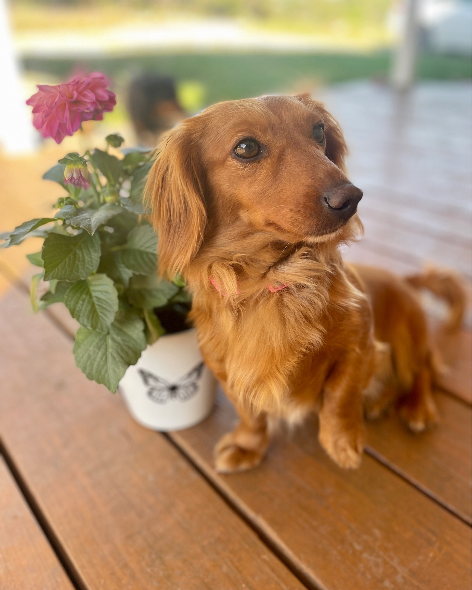 So cute! I can’t believe I found this planter for under $5! 🌸

#LTKFind #LTKsalealert #LTKSeasonal