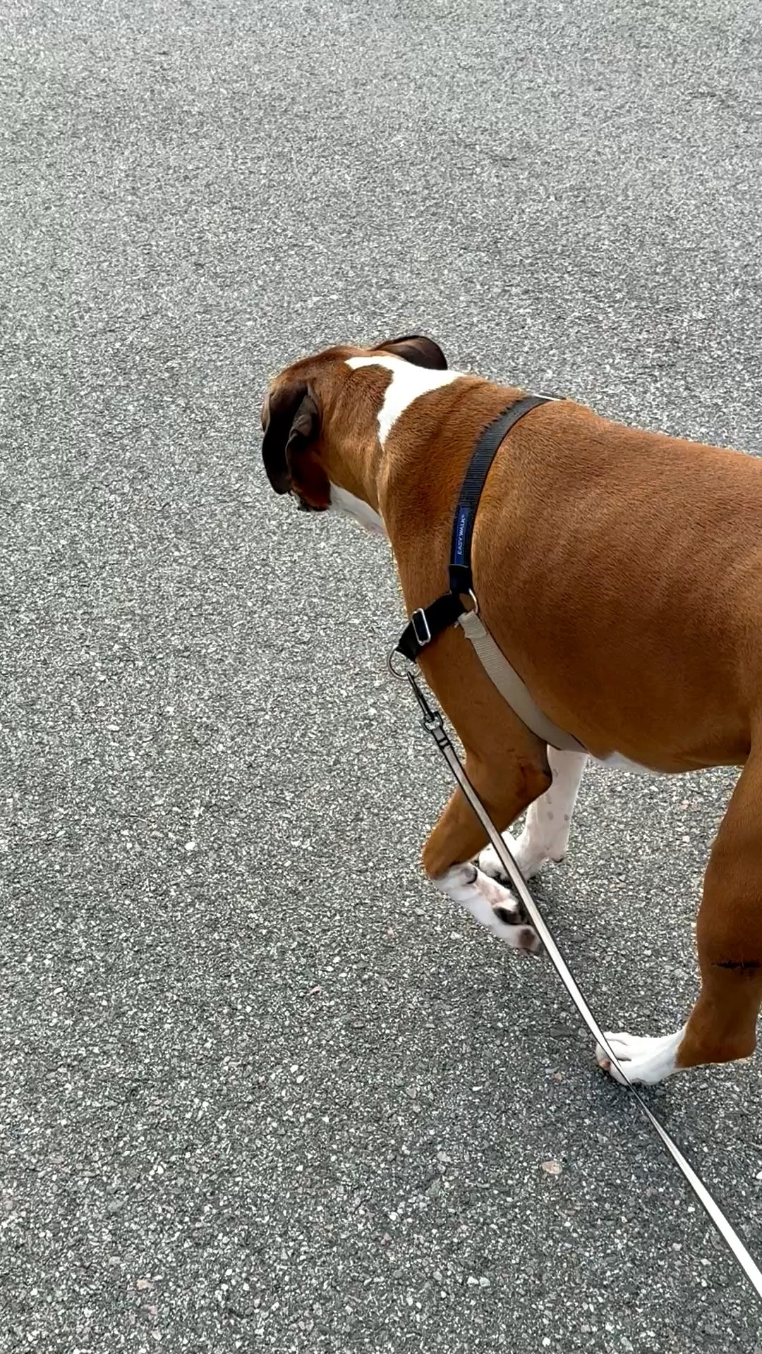 It finally feels like springtime in South Carolina 🌴💐🌻

This was Bruno’s 1st sprinkler of the season🤣🤣

#LTKselfcare #LTKfitnessgoals #LTKdayinmylife