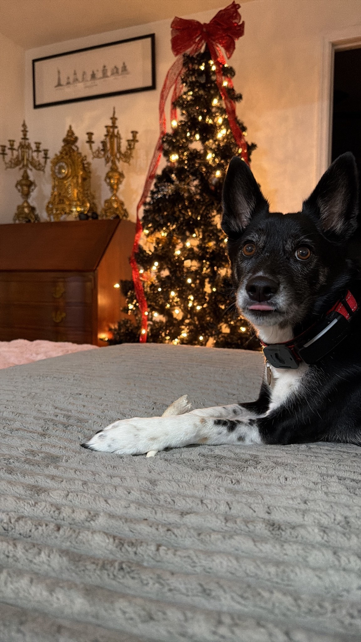 Holiday gifting isn’t just for us… our pets deserve something special too. 🎁🐾
Deer antlers are such a healthy, long-lasting alternative treat for dogs — they help with chewing, dental health, and they don’t splinter. If your pup needs something bigger or more durable, they also make elk antlers that are perfect for heavy chewers.
Linking everything I got for Kash because these make the best holiday pet gifts!

#LTKGiftGuide #LTKFindsUnder50