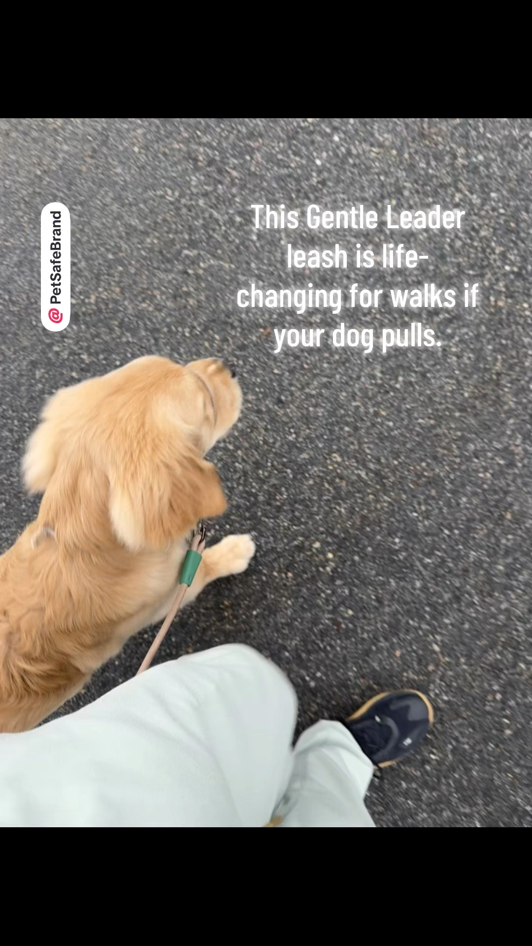 Game changer for dogs who pull on a harness!!! 

#dogs #ltkdogs

#LTKmorningroutine #LTKActive #LTKmomlife