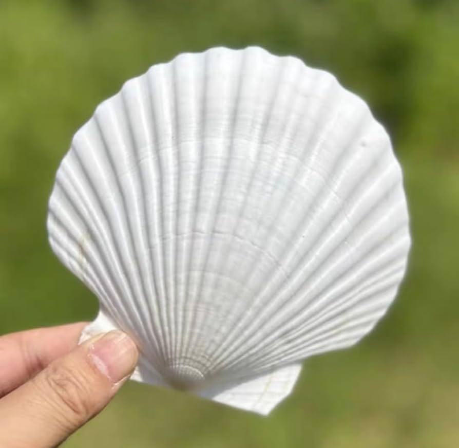 SEAJIAYI 10 PCS Large Scallop Shells 4-5 inch Natural White Scallop Shells from Sea Beach for DIY... | Amazon (US)