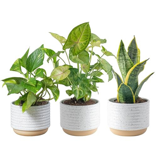 Costa Farms Live Plants (3 Pack), Easy to Grow Real Indoor Houseplants, Air Purifying Plants, Grower's Choice in Home Décor Indoors Plant Pots, New House Gift or Room Décor | Amazon (US)