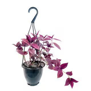 Wekiva Foliage Wandering Jew Plant Hanging Basket - Live Plant in a 4 in. Hanging Pot - Tradescan... | The Home Depot