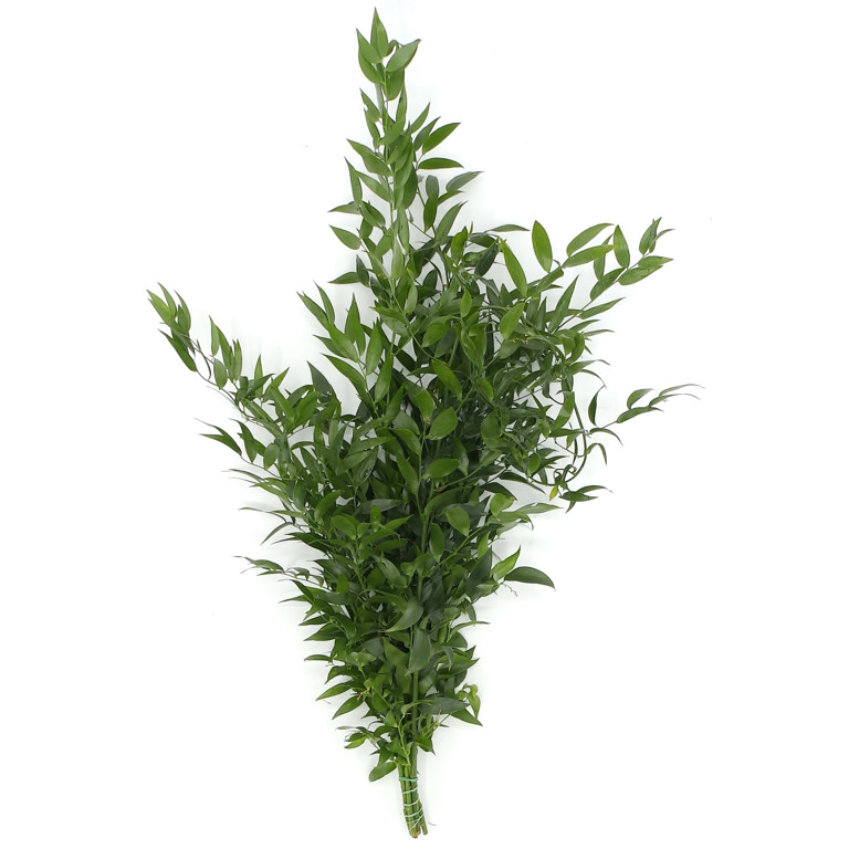 FRESH AND NATURAL ITALIAN RUSCUS - Walmart.com | Walmart (US)