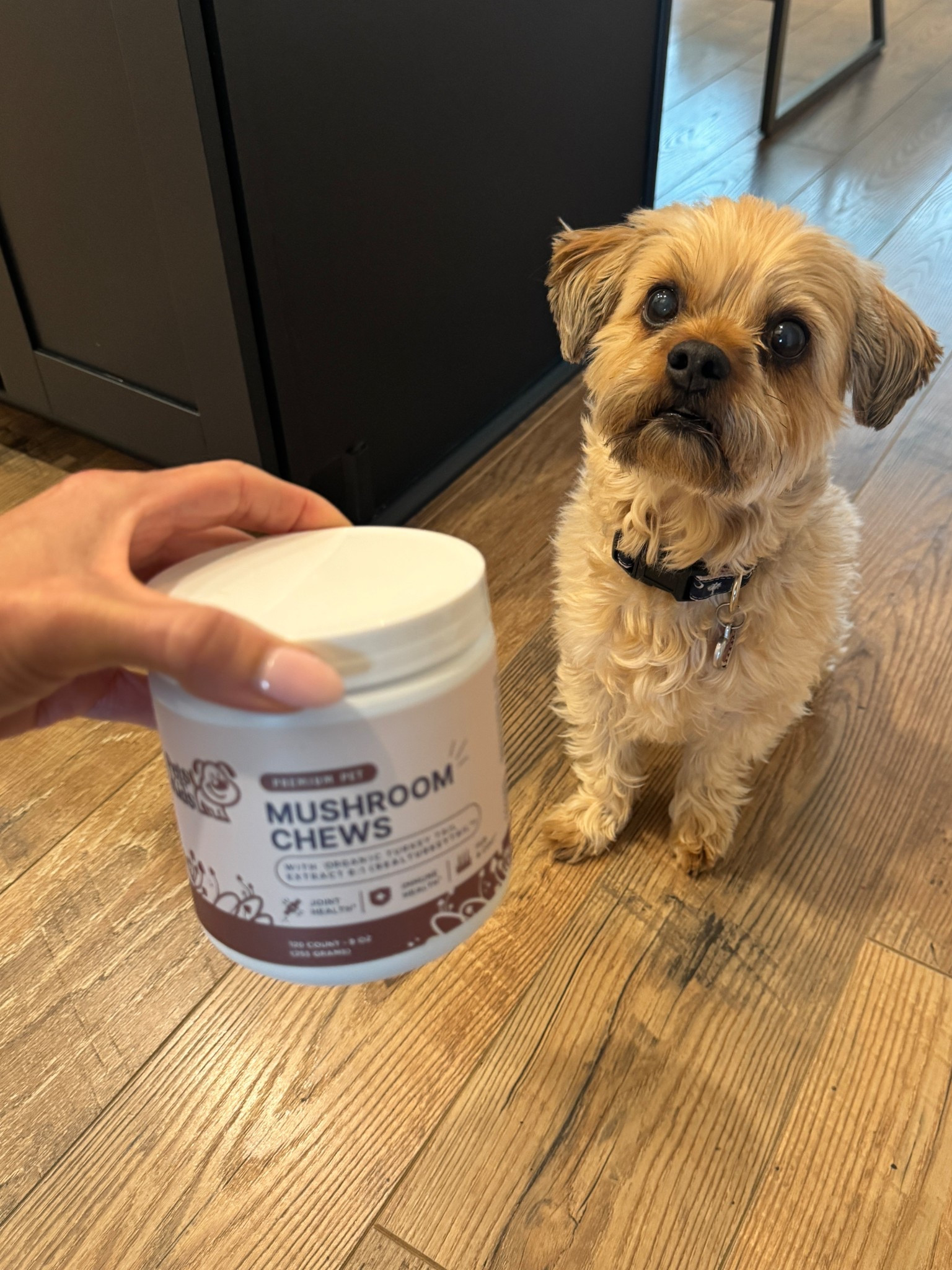 Millie loves her special blend of functional mushrooms to support her immunity and overall wellness! 

#LTKmorningroutine #LTKdayinmylife #LTKActive