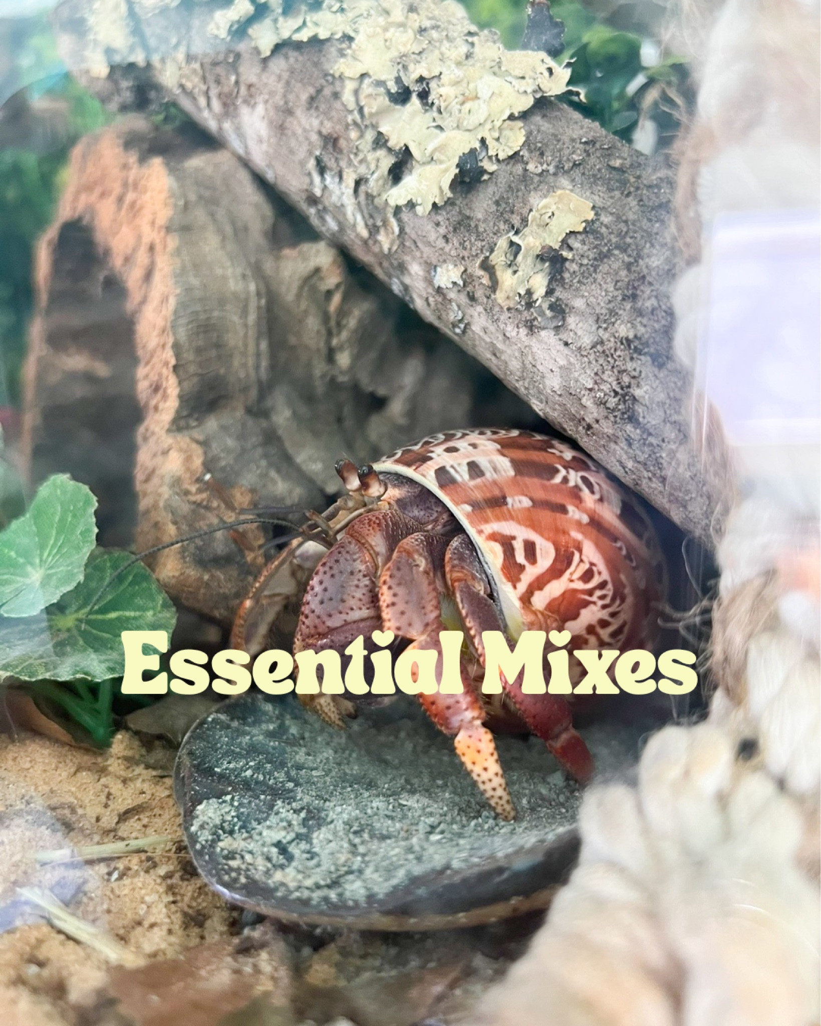 Essential mixes for hermit crabs