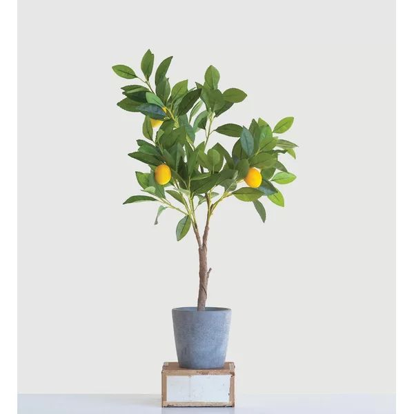 Lemon Tree in Pot | Wayfair North America