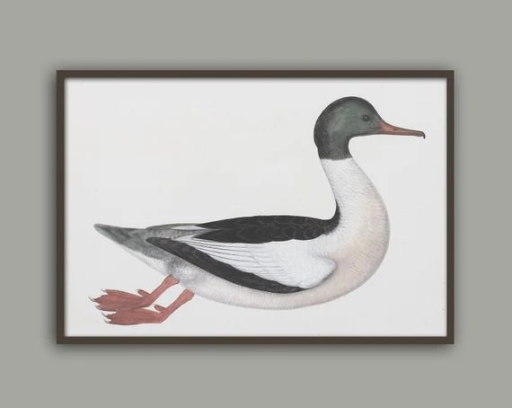 Bird Print,  Duck Wall  Art Decor, Large Print, Living Room Decor Kitchen Decor Vintage Art | Etsy (US)