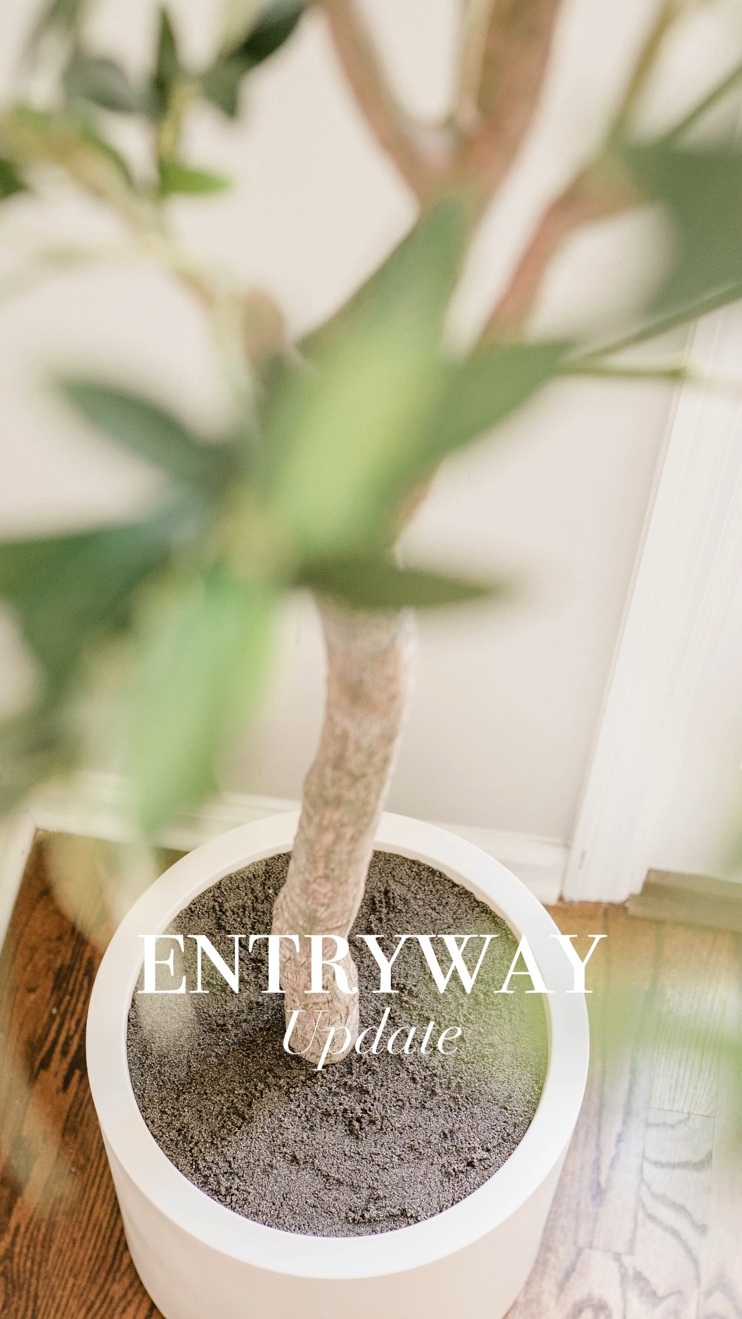 New faux olive tree to update our entryway

#LTKVideo #LTKhome