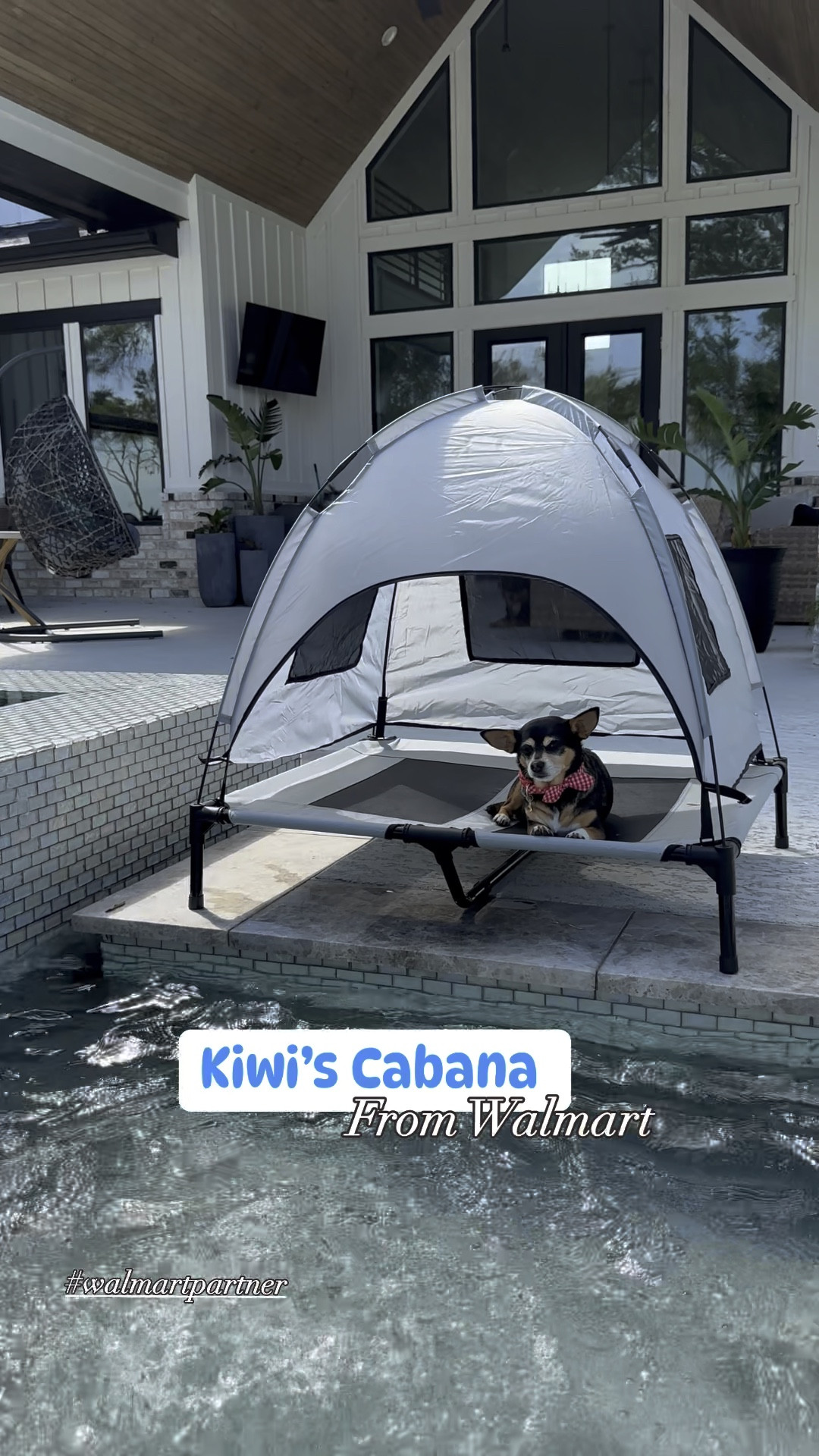 Cuz of course Kiwi needs a cabana! 🐶🌊 I got it on Walmart 🙌🏼 Comment SHOP for our fave pet finds! #walmartpartner

Spoil your pups because you are their entire world and their lives revolve around YOU! 

@walmart #summer #dogs #rescued 
Summer style, poolside, Walmart finds 

#LTKFamily #LTKSeasonal #LTKHome