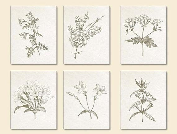 Botanical Prints, Sepia Brown, Botanical, Botanical Plates, Jasmine, Jasmine Prints, Floral, Wall Ar | Etsy (US)