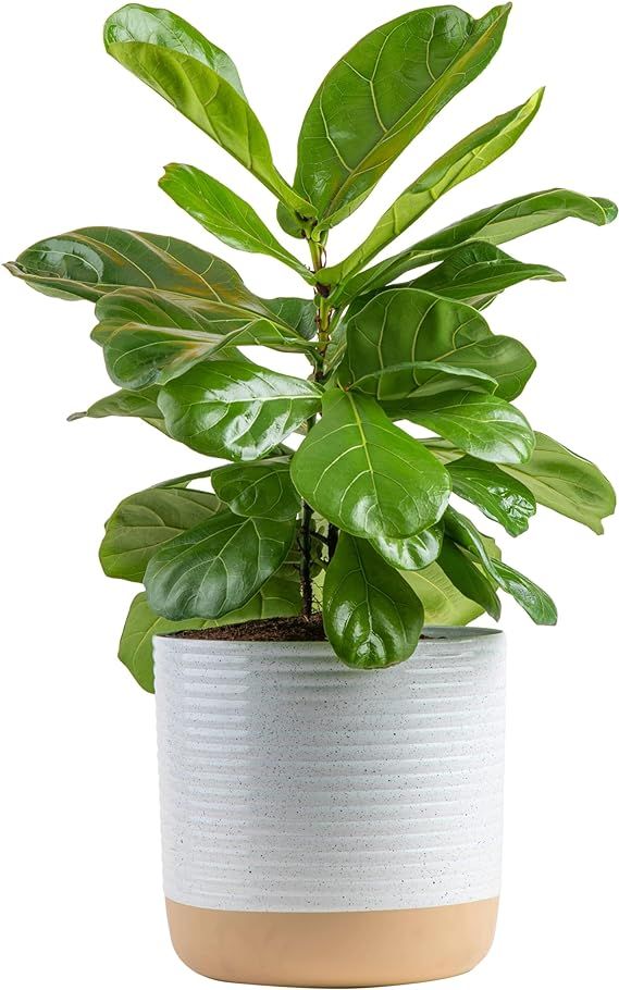Costa Farms Fiddle Leaf Fig Tree, Ficus Lyrata Live Indoor Plant, Air Purifying Houseplant in Dec... | Amazon (US)