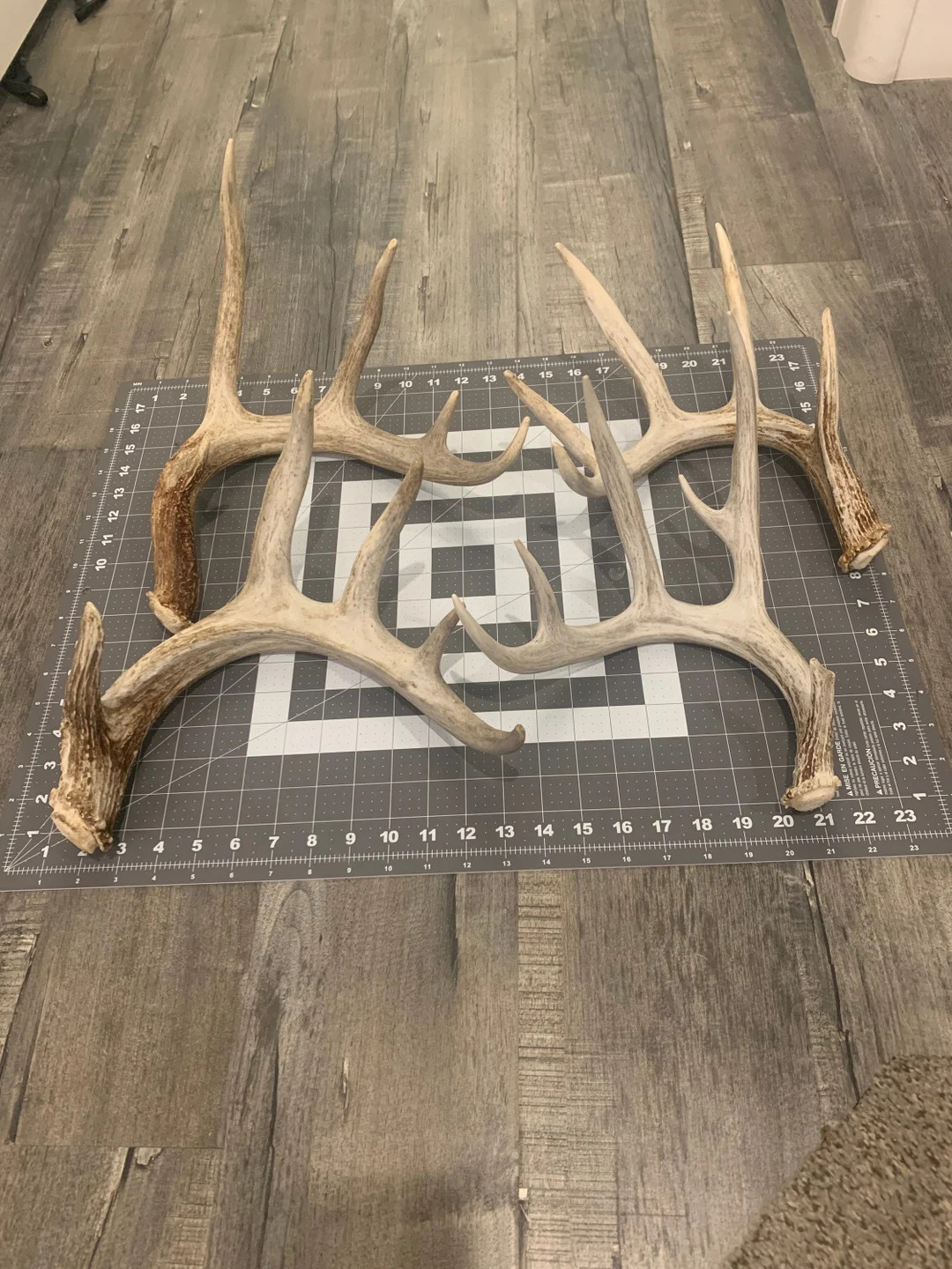 XL Whitetail Deer Shed Antler - Etsy | Etsy (US)