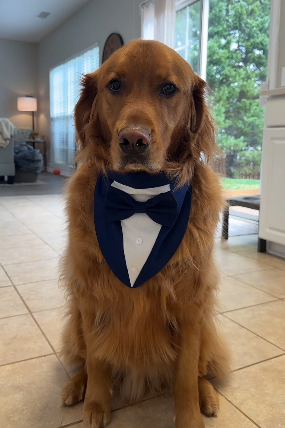 Mav is around 85lbs and is wearing an XL with plenty of room to spare on the Velcro 