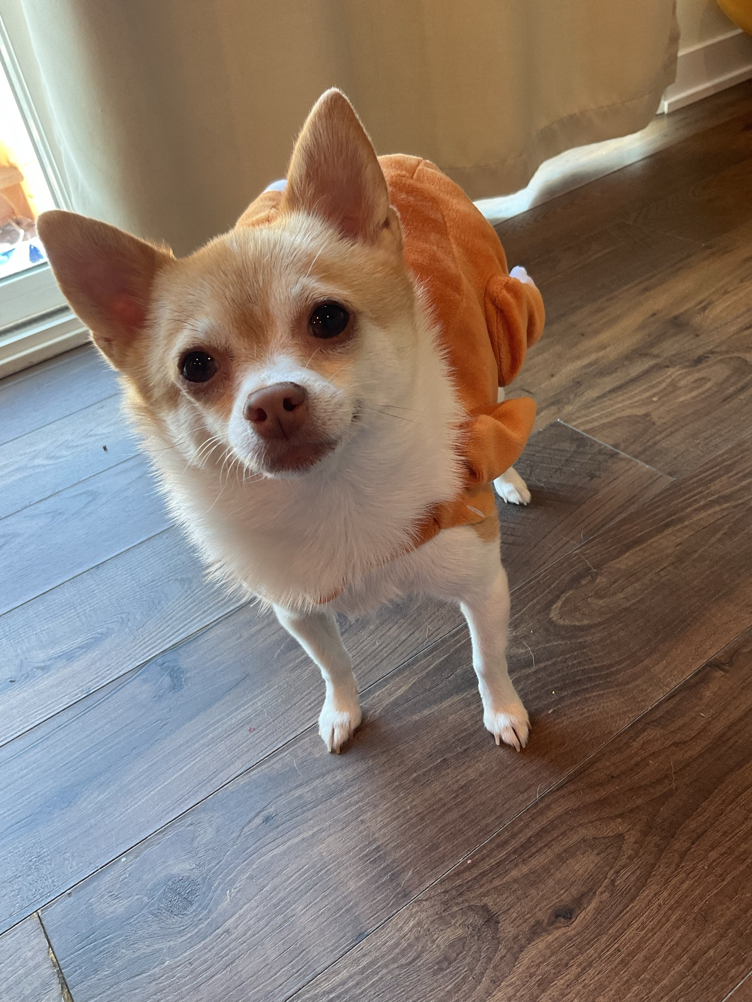 Happy (late) Halloween from the cutest turkey 