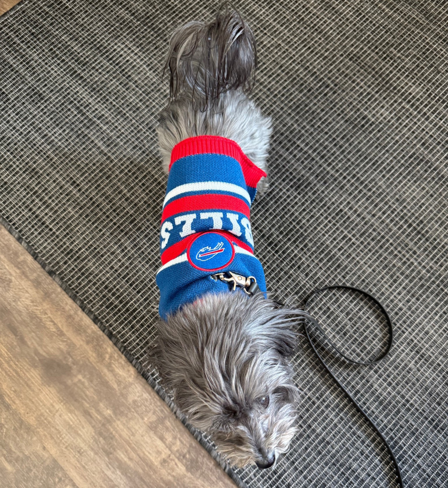 Cozy Buffalo Bills sweater for your Bills Mafia, I mean Muttfia, pup! 

We ordered our usual size based on the measurements listed on chewy however they differed from what was listed on the sweater. Still fit but something to be aware of! 

#LTKPets #LTKSeasonal #LTKHoliday