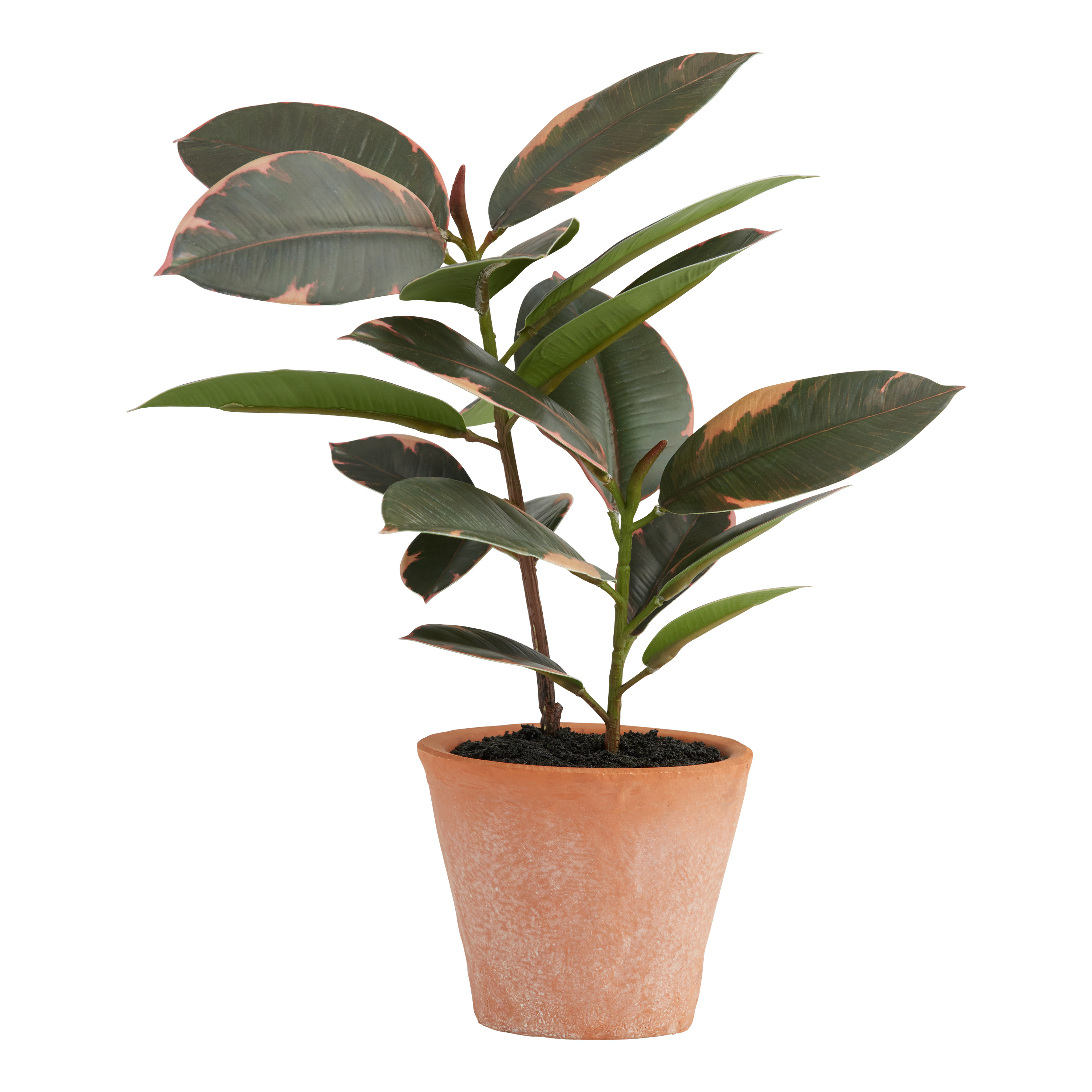 Mini Faux Rubber Plant in Terracotta Pot | World Market