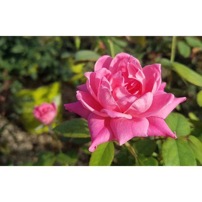 Pink Double Knock Out Rose Flowering Shrub in 1-Gallon Pot 2-Pack | Lowe's