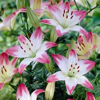 VAN ZYVERDEN Lilies Asiatic Lollypop Bulbs (7-Pack)-11354 - The Home Depot | The Home Depot