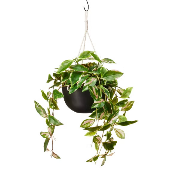 27" x 13" Faux Hoya Carnosa Plant in Pot Black - Hilton Carter for Target | Target