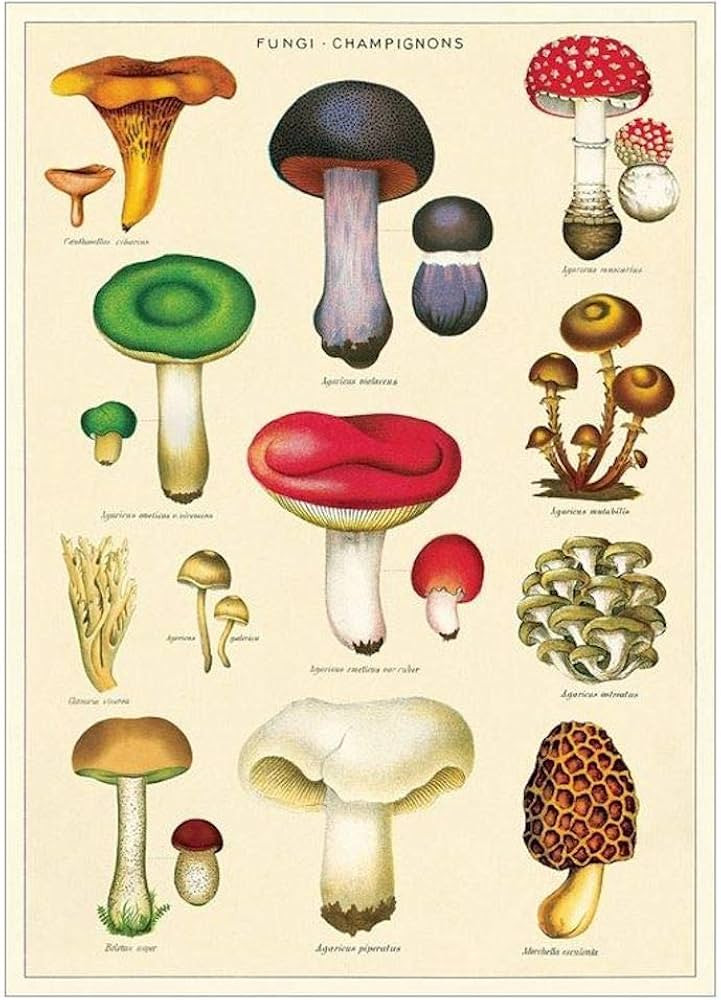 Decorative Paper - Mushrooms 2 Wrap 20"x28" Sheet t | Amazon (US)