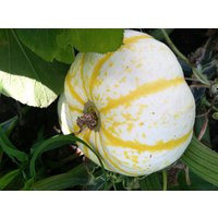 Pump-Ke-Mons Pumpkin Seeds | Etsy (US)