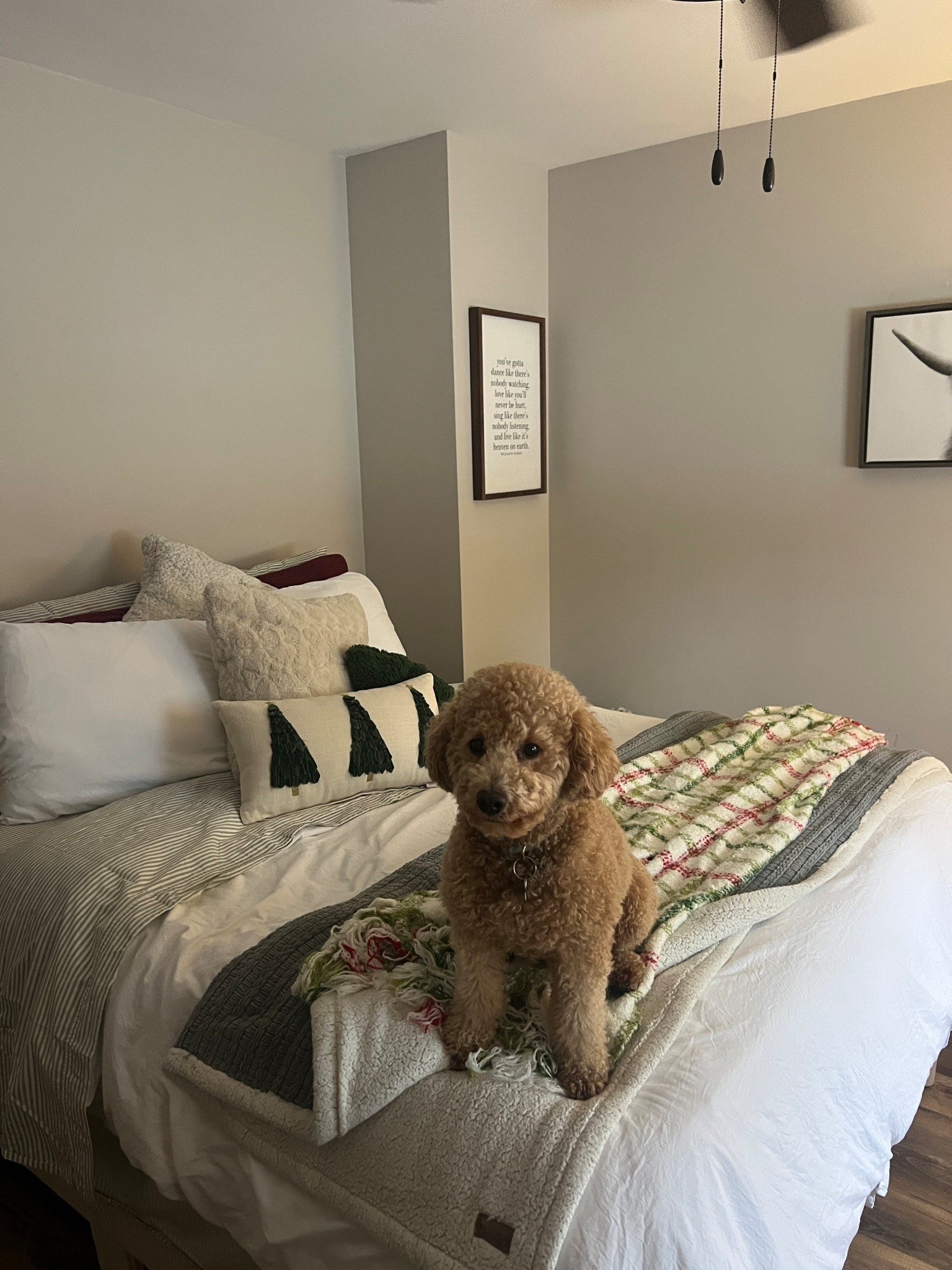 Winter bedding ft. FRANKIEEE 🐶

LOOOOVE the muted green striped Target sheets 😍

*linking everything I can :)

Target, Amazon, Walmart, TjMaxx, and MORE 💚❤️

🙌🏼 Ugg blankets are on sale on Amazon 🙌🏼

Amazon sale, Amazon deals, Cyber Monday deals, Cyber Monday week, Amazon home, home finds, bedroom finds, bedroom deals, home deals, trending home, christmas decor, christmas deals, christmas bedding, christmas throw pillows, christmas throw blankets, Target finds, Target deals, Target home, Walmart home, Walmart deals, trending at Walmart, hot deals

#LTKHoliday #LTKHome #LTKSaleAlert