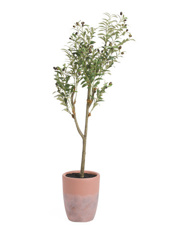 56in Olive Tree In Terracotta Pot | Marshalls