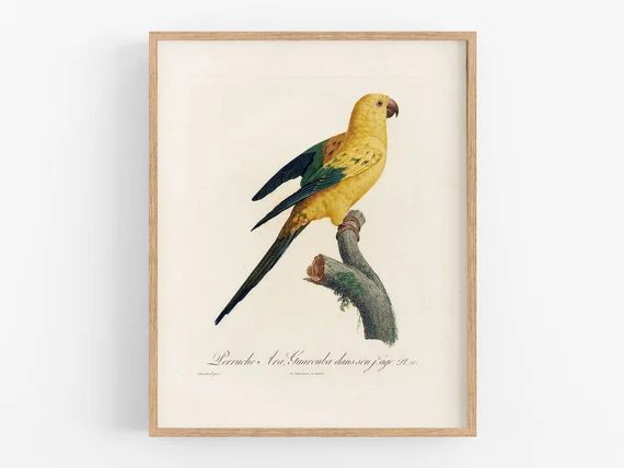 Parrot art print / bird print / vintage bird print / bird art / botanical art / wall decor / trop... | Etsy (US)
