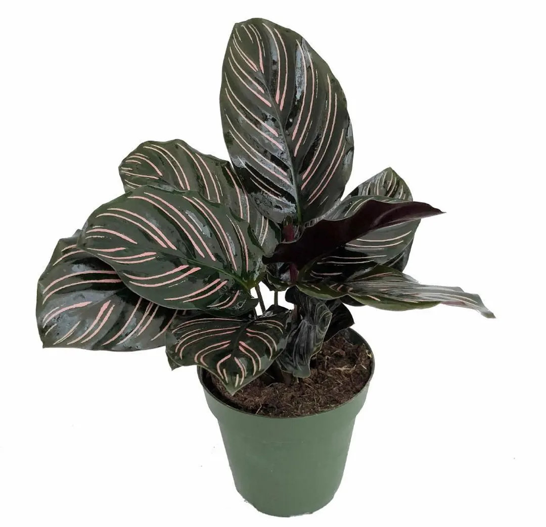 Pin Stripe Prayer Plant Calathea Ornata Easy House Plant 4 Pot-live Plant - Etsy | Etsy (US)