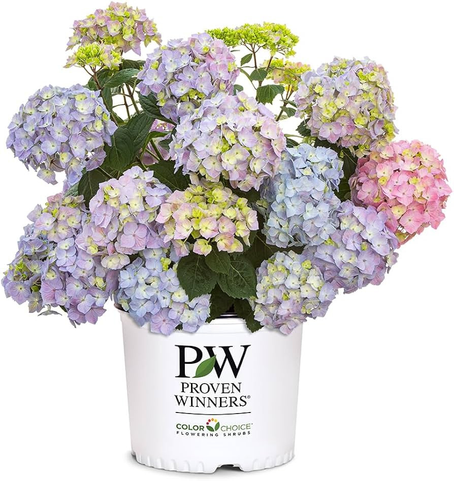 Proven Winners 2 Gal. Let's Dance Skyview Hydrangea Shrub | Amazon (US)