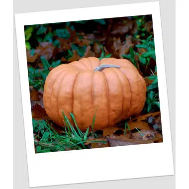 Pumpkin Figurine | Wayfair North America