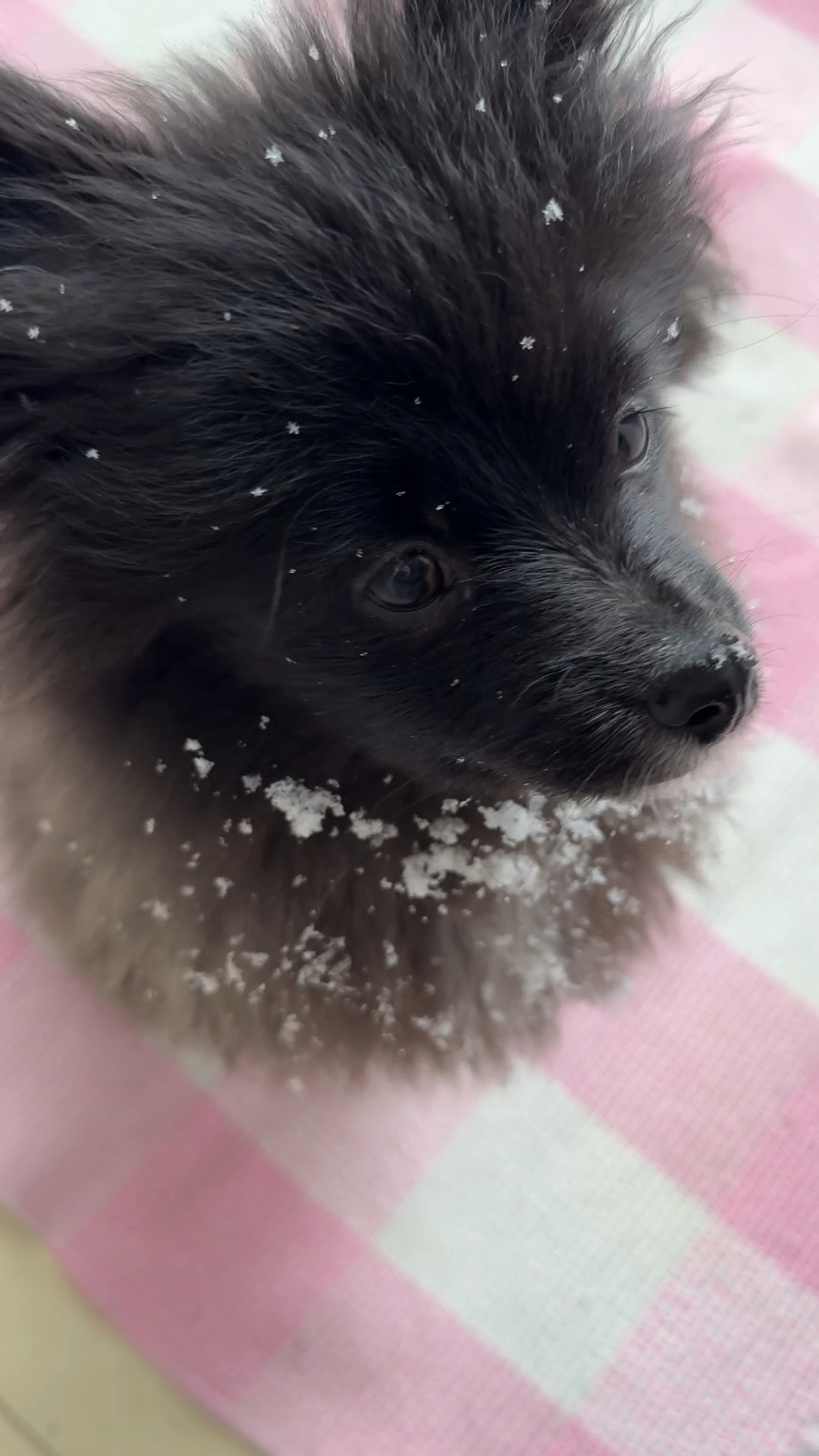 Happiest Tuesday from my Elvis 


#LTKPets