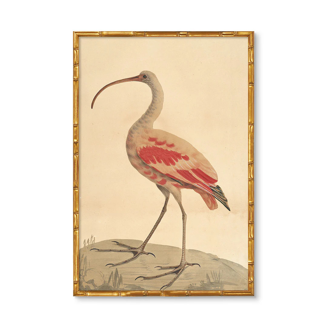Vintage Bird No.2 | Coastal Bird Art | Wholesale Giclee Prints | Urban Garden Prints
