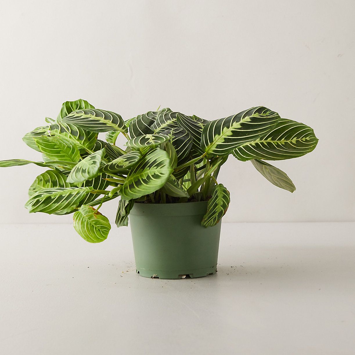 Maranta Lemon Lime Plant | Terrain