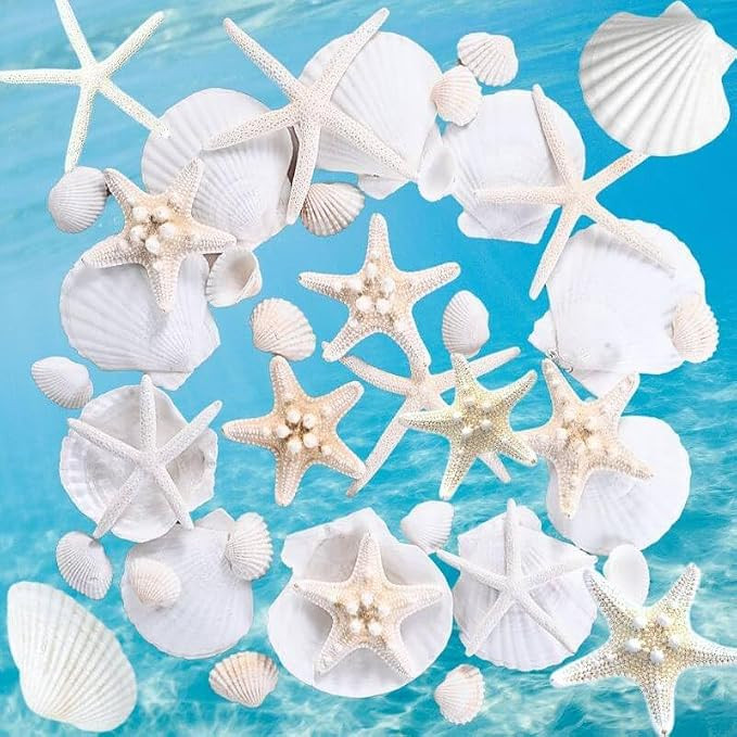 24PCS Sea Shells for Crafts Decoration - Real White Natural 2"-4" Scallop Shells and Starfish Coa... | Amazon (US)