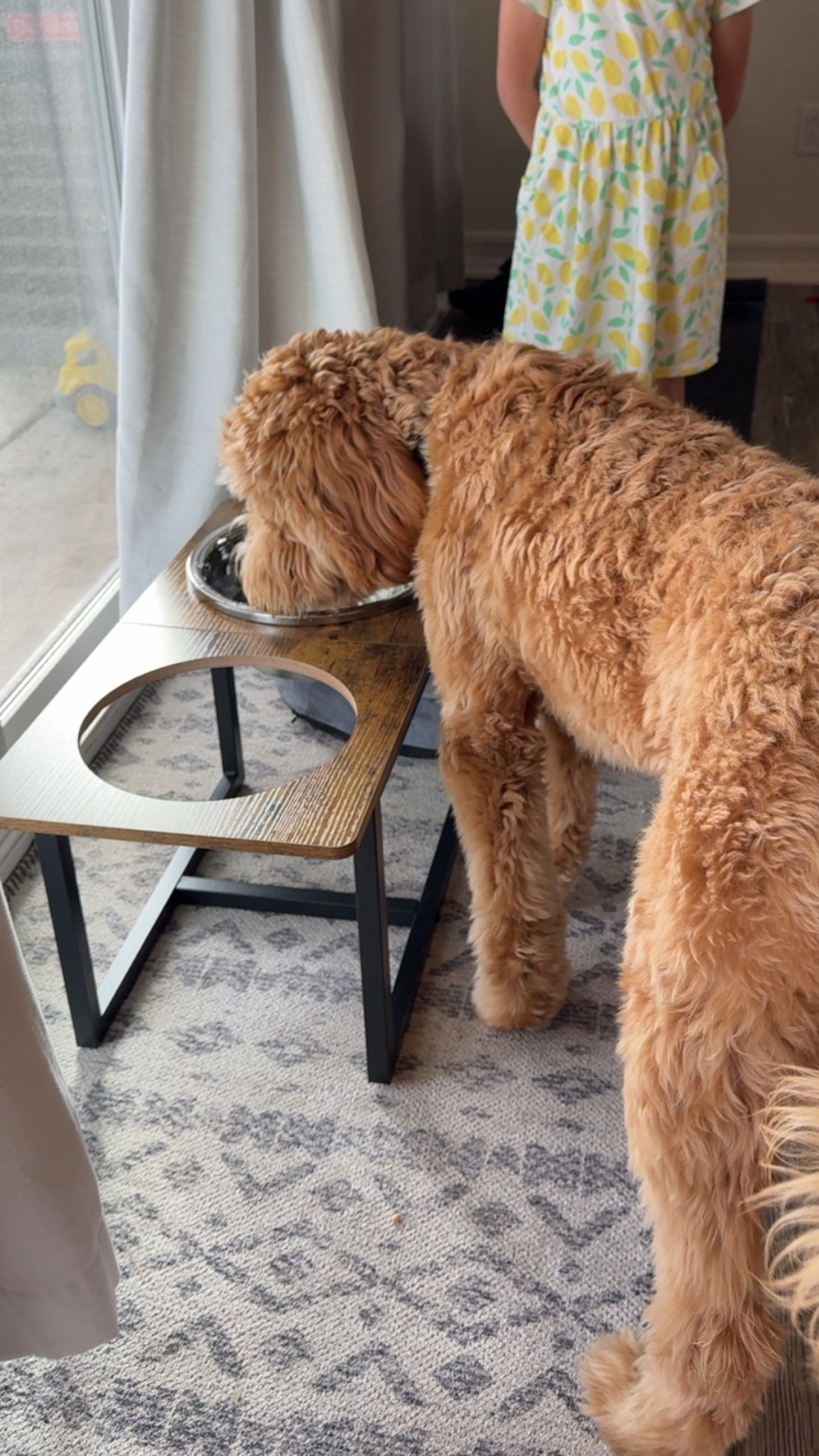 Finally not filling up his water bowl 5x/day and the perfect height for this 6 month old babe 🐶

#goldendoodle

#LTKFamily #LTKPets #LTKHome
