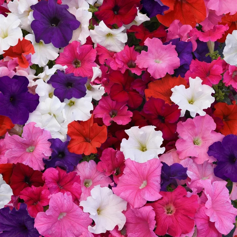 Expert Gardener Live Petunia Plant, 1 Pt. Pot, Spring Flowers, Outdoor Plants, Part Sun | Walmart (US)