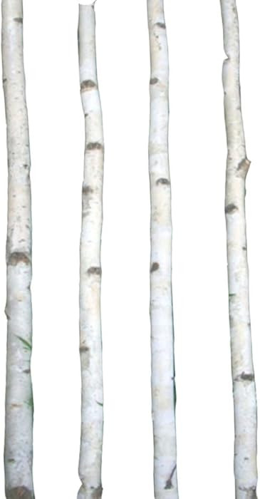 Four Thin White Birch Poles 4 ft | Amazon (US)