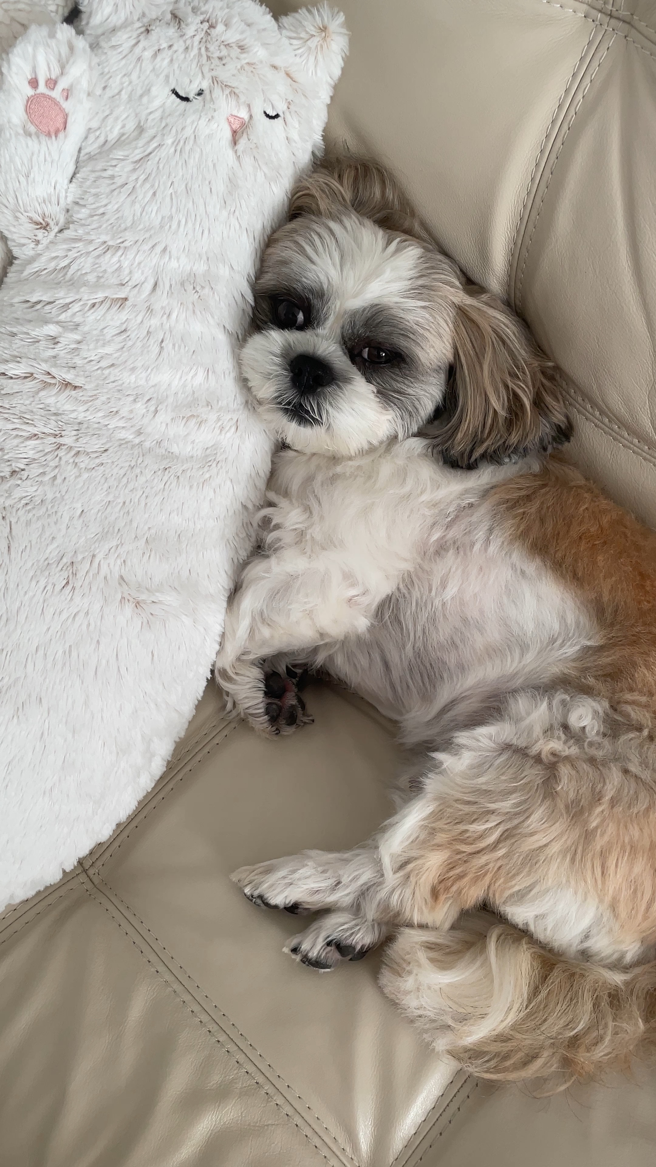 Someone loves his new cat pillow 

Shih tzu
Spoiled fur baby

#LTKkids #LTKbaby #LTKfamily