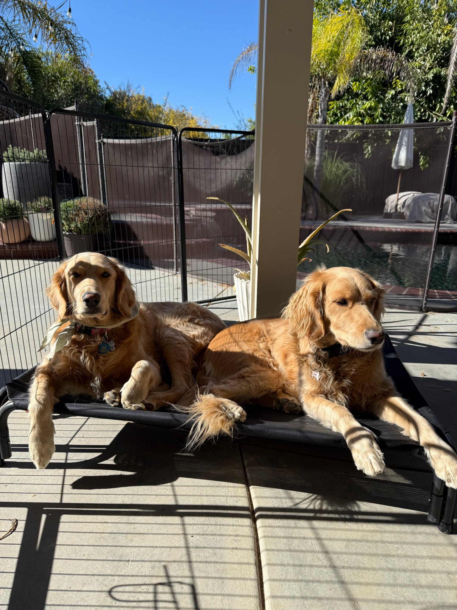 The dog bed that the dogs argue over. And finally one that my dog doesn’t chew when she’s bored. 

#LTKCyberWeek #LTKSaleAlert #LTKGiftGuide
