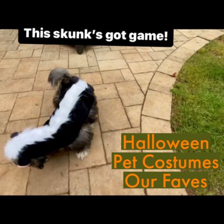 Finding the right costume for your pet, just got easier.

We’ll be showcasing some of our and their favorite Halloween costumes.

Penny Lane might have just scared the neighbors for a second, playing ball as a skunk.  

#halloween #pets #petcostumes #halloweencostumes #dogcostumes #skunkcostumes #dogskunk #dogskunkcostumes #funnydogvideos #funnydogreels #funnypetreels #pennylane


#LTKunder50 #LTKfamily #LTKHalloween