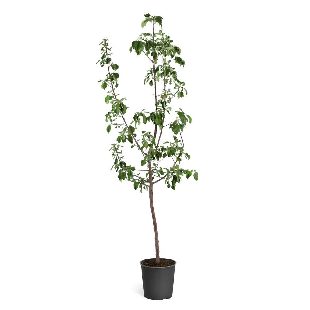 Brighter Blooms 5 Gal. Gala Apple Tree-APP-GAL-67-5 - The Home Depot | The Home Depot