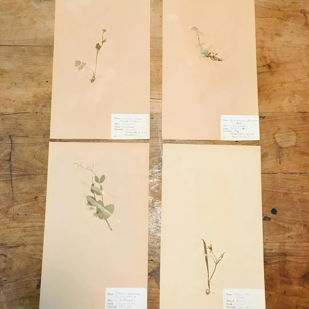 Set of 4 Large Antique Herbarium Pages//victorian Pressed Flowers on Paper//vintage Botanical Pre... | Etsy (US)